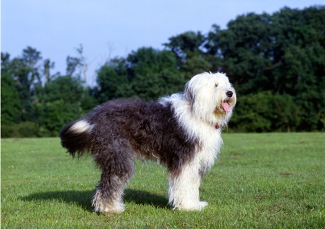 Old English Sheepdog