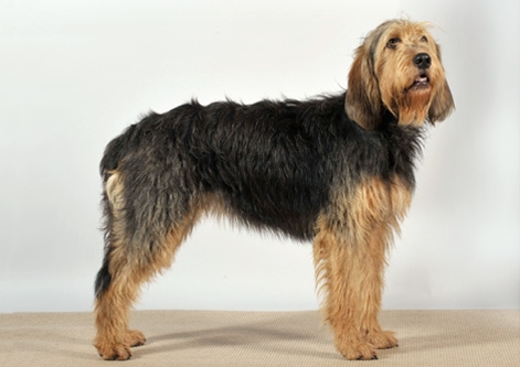 Otterhound