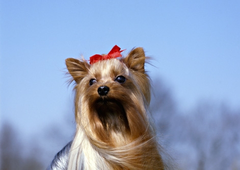 Yorkshire Terrier