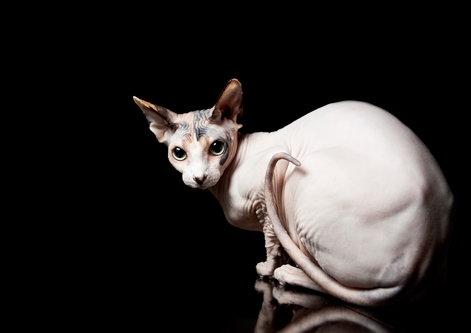 Sphynx