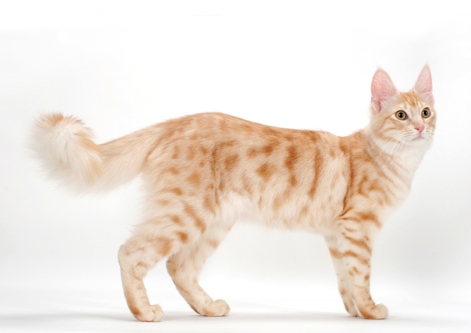 Turkish Angora