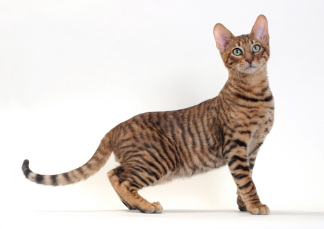 Toyger