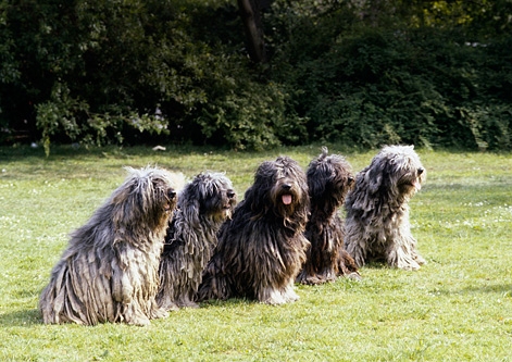 Bergamasco