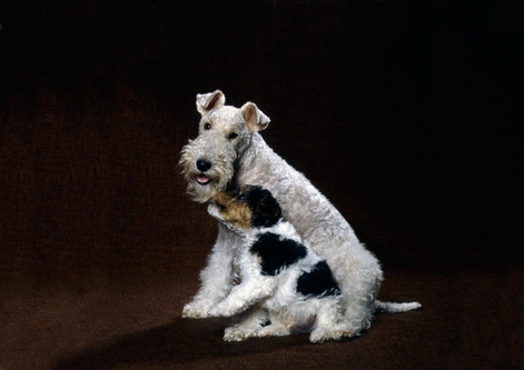 Wirehaired Fox Terrier