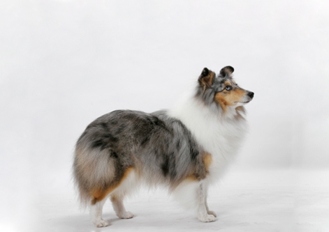 Shetland Sheepdog