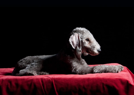 Bedlington Terrier