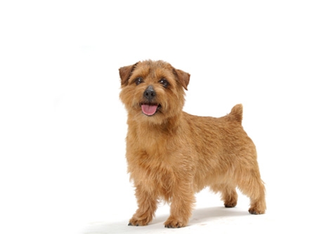 Norfolk Terrier