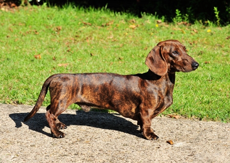 Dachshund