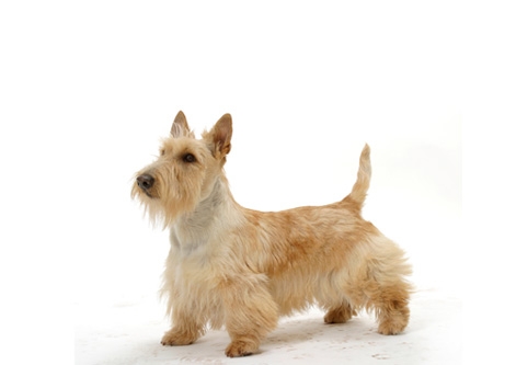 Scottish Terrier