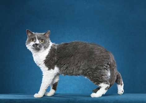 Selkirk Rex