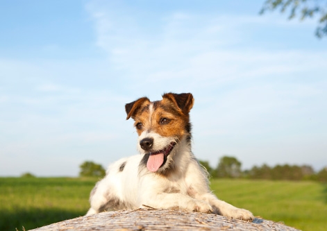 Jack Russell Terrier