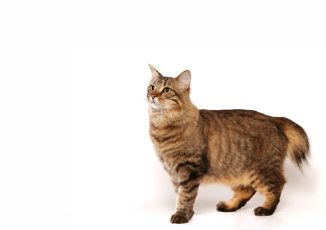 American Bobtail