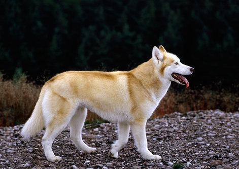 Siberian Husky