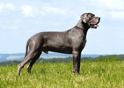 Great Dane