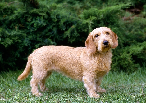 Basset Fauve de Bretagne