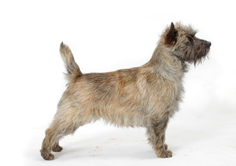 Cairn Terrier