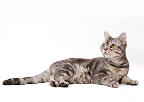 American Shorthair