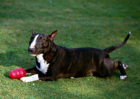 Miniature Bull Terrier