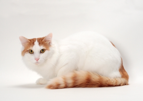 Turkish Van