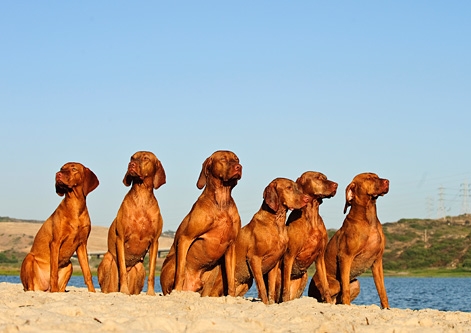 Hungarian Vizsla 