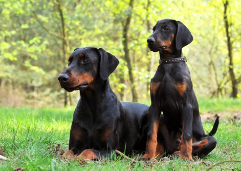 Dobermann