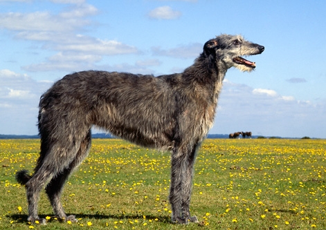 Deerhound