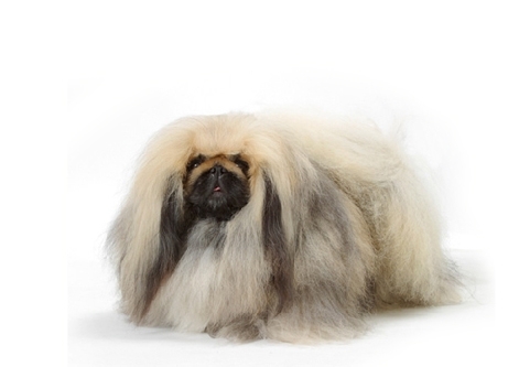 Pekingese