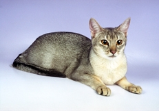 Abyssinian Blue Silver Animal Photography, Alan Robinson