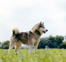 Alaskan Malamute photo by Sally Anne Thompson Animal Photography