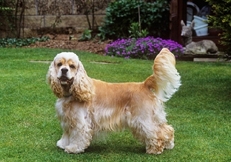 American_Cocker_Spaniel_outdoors