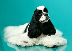 American_Cocker_Spaniel_thmb