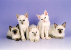 Balinese kittens photo by Alan Robinson Animal Photography