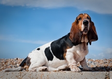 Basset_Hound_photo_David_Jensen