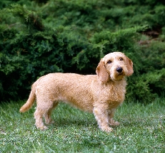 Basset_fauve_de_Bretagne_photo_Sally_Anne_Thompson