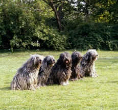 Bergamasco_dog_photo_Sally_Anne_Thompson