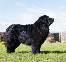 Black_Newfoundland_Dog