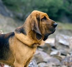 Bloodhound_photo_Sally_Anne_Thompson