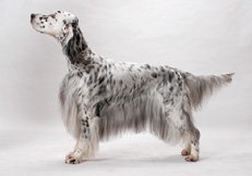 Blue_Belton_English_Setter