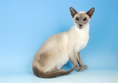 Blue_Point_Siamese