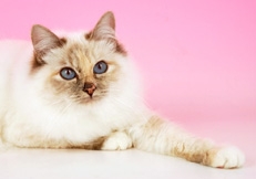 Blue_tortie_point_Birman