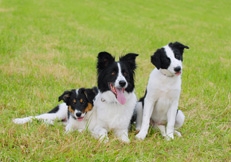 Border_Collie_photo_Eva_Maria_Kramer