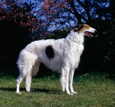 Borzoi_dog_photo_Sally_Anne_Thompson