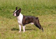 Boston_Terrier_photo_Eva_Maria_Kramer