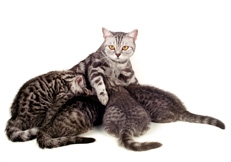 British Shorthair cat and kittens, Photo Animal Photography, Alan Robinson