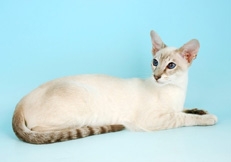 Caramel_Point_Siamese