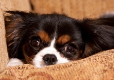 Cavalier_King_Charles_indoors