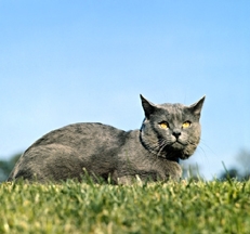 Chartreux cat photo by Sally Anne Thompson Animal Photography