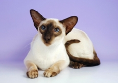 Chocolate_Point_Siamese