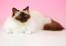 Chocolate_point_Birman