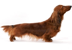 Dachshund_Longhaired